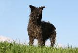 BOUVIER DES ARDENNES 312